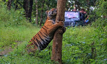 Nat Hab’s ABCs of Nature Adventures & Conservation Travel