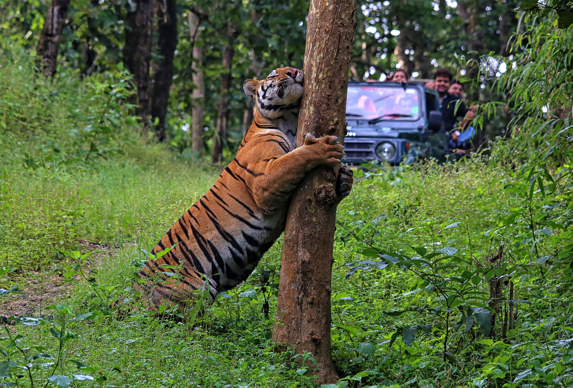 tiger safari India