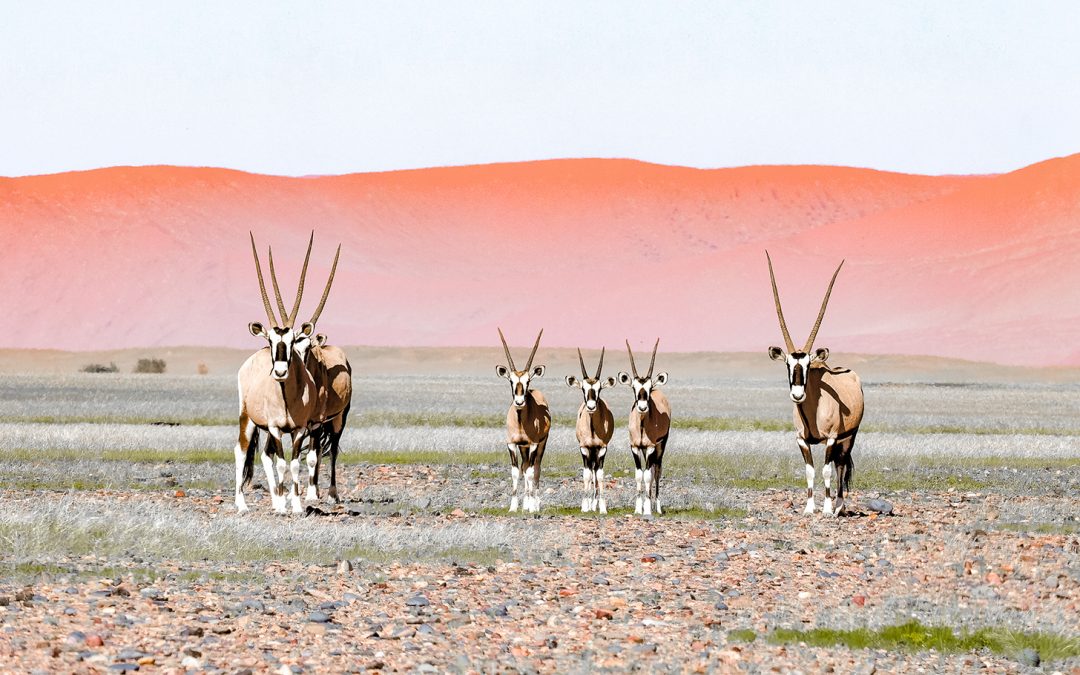 Through the Lens: Wildlife and Wilderness on Nat Hab’s Epic Botswana & Namibia Safari