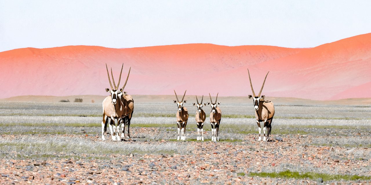 Through the Lens: Wildlife and Wilderness on Nat Hab’s Epic Botswana & Namibia Safari