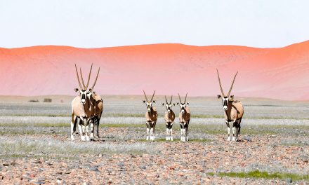 Through the Lens: Wildlife and Wilderness on Nat Hab’s Epic Botswana & Namibia Safari