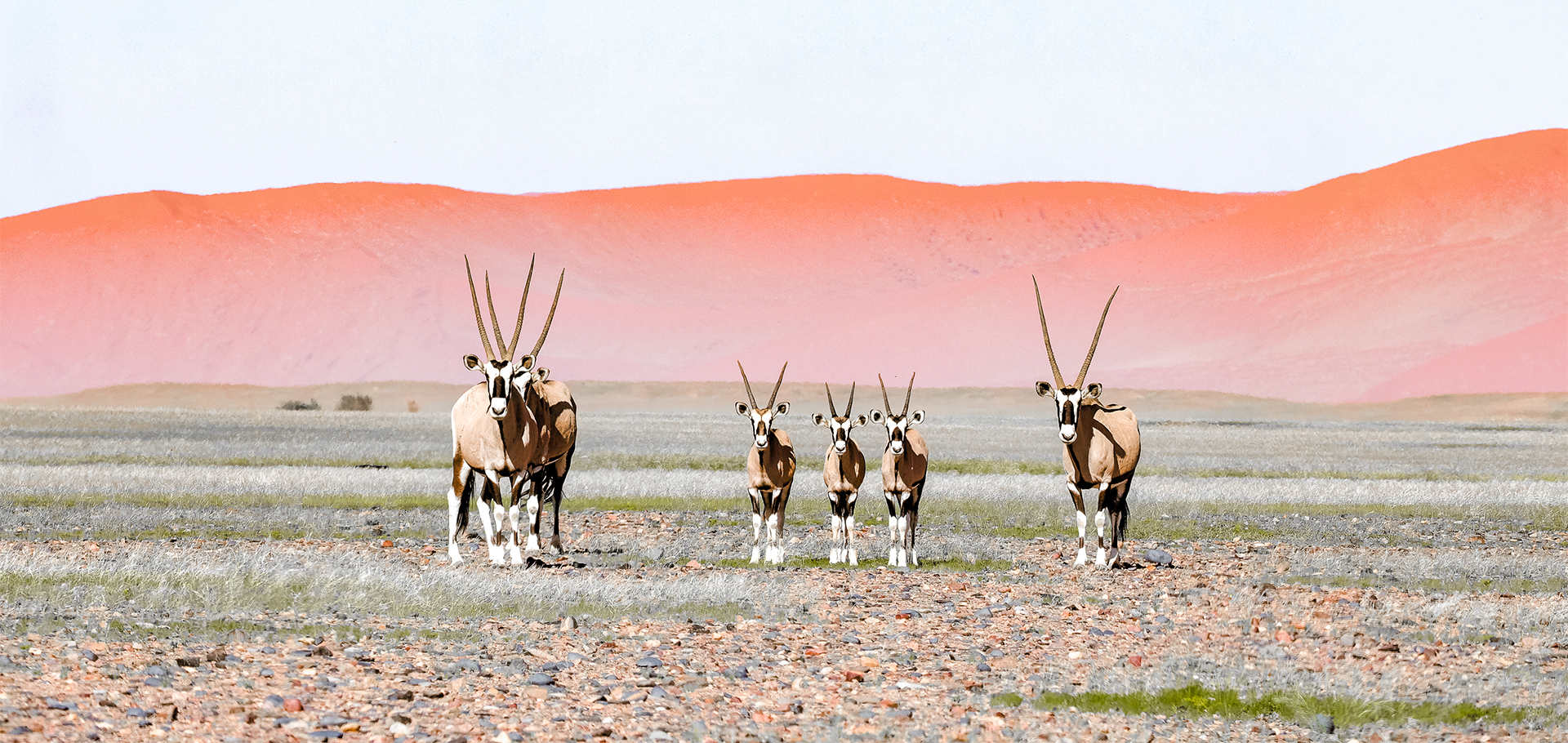 Namibia wildlife red dunes antelope herd