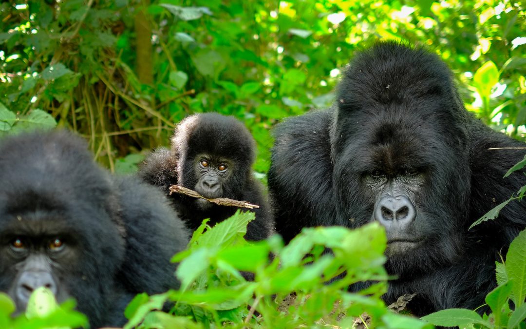 Gorilla Trekking in Bwindi: A Nature Travel Writer’s Bucket List Adventures