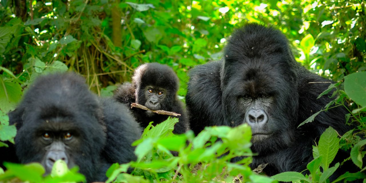 Gorilla Trekking in Bwindi: A Nature Travel Writer’s Bucket List Adventures