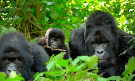 Gorilla Trekking in Bwindi: A Nature Travel Writer’s Bucket List Adventures