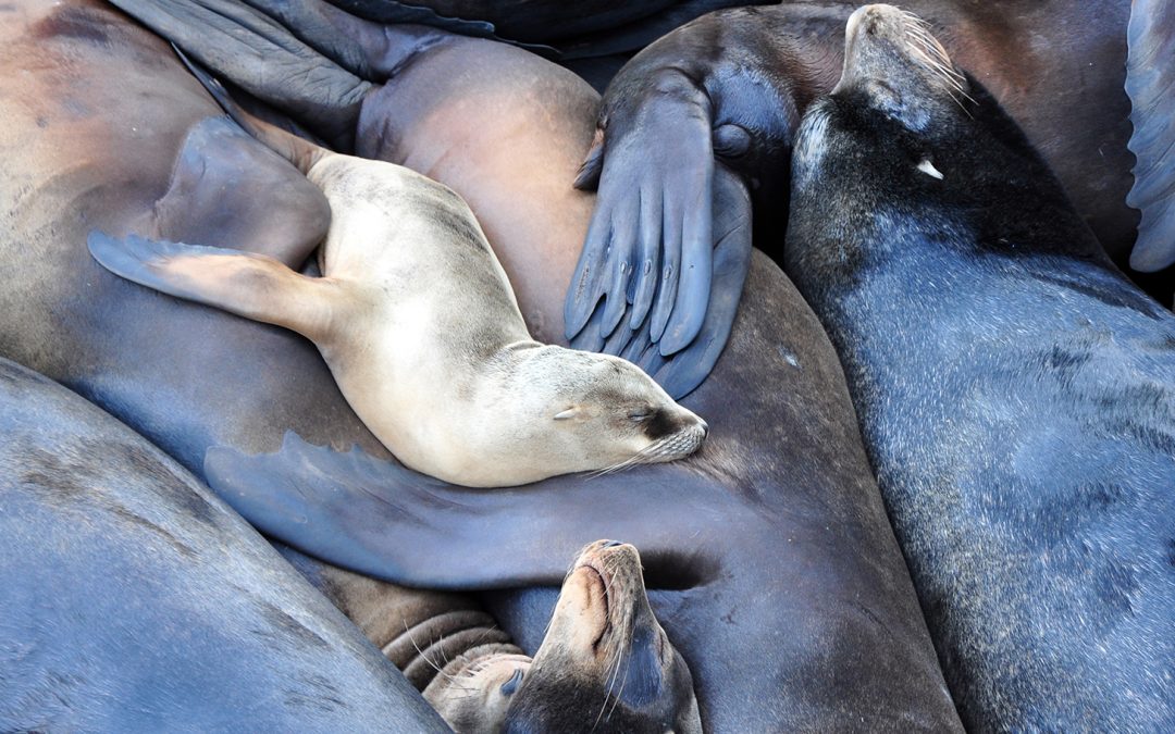 Australian Sea Lion: The Ocean’s Supermom