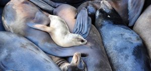 sea lions lounging
