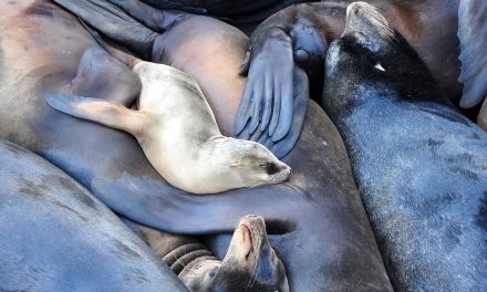 Australian Sea Lion: The Ocean’s Supermom