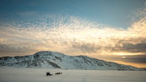 Åge Hammeken Danielsen, a traditional hunter, drives his sled dogs through Walrus Bay, Ittoqqortoormiit, East Greenland. Climate change is the single biggest threat to polar bears. As the sea ice around Ittoqqortoormiit diminishes, polar bears are spending longer on land and coming into town. In recent years, there has been a worrying increase in human-polar bear encounters throughout East Greenland.