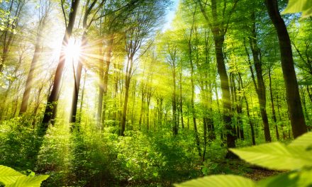 2023 Records: CO2 Emissions, Temperatures and Optimism