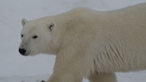 Close up photo of a polar bear in Churchill