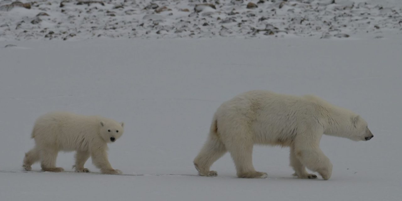 A Journey into the Heart of Polar Bear Country and the Urgency of Climate Change