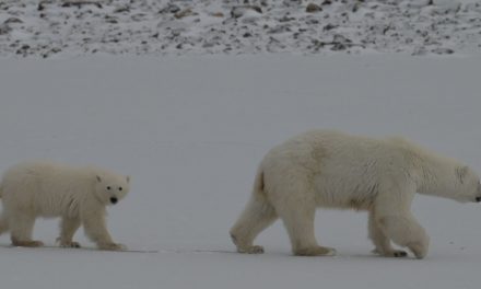 A Journey into the Heart of Polar Bear Country and the Urgency of Climate Change