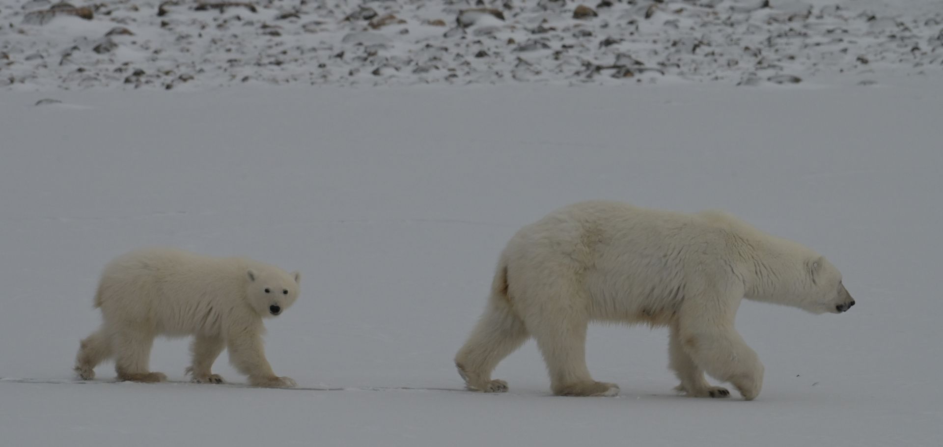 Two polar bears walking in the snow