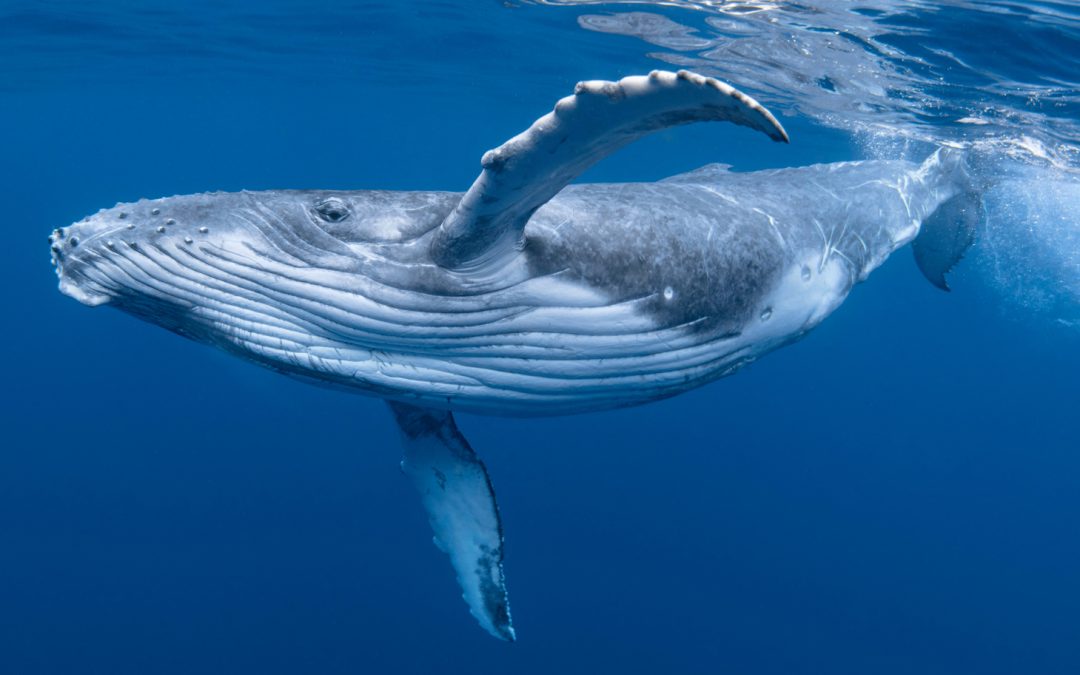 Spying on Monarchs and Catching Whales “Kelping”