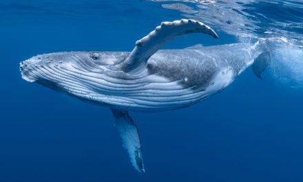 Spying on Monarchs and Catching Whales “Kelping”