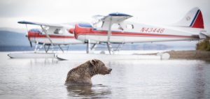 grizzly bear brown bear Alaska water airplane