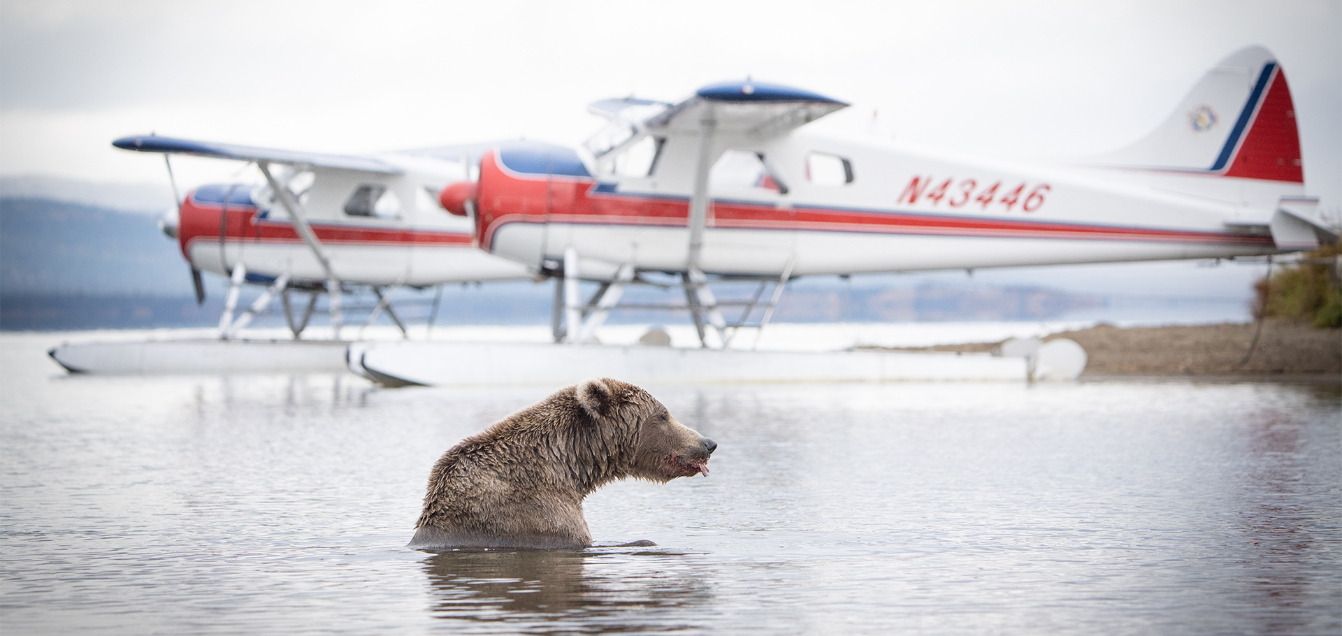 grizzly bear brown bear Alaska water airplane