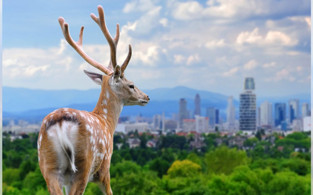 For Some Wildlife, Living Near Us Is Hard. Others Thrive.