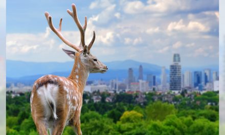 For Some Wildlife, Living Near Us Is Hard. Others Thrive.