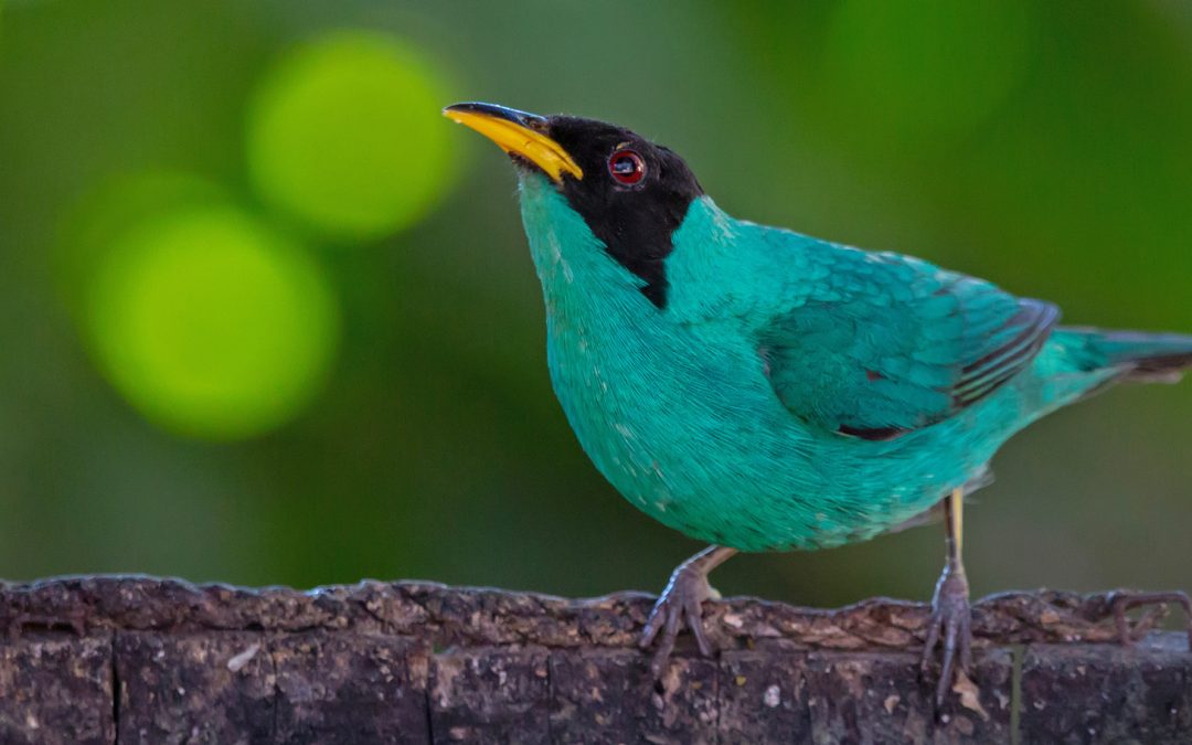 “Hidden” Birds, Fish, Reptiles and Trees Revealed