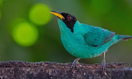 “Hidden” Birds, Fish, Reptiles and Trees Revealed