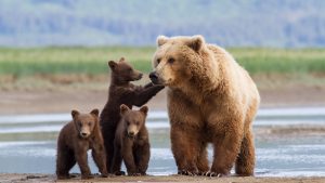 Katmai National Park mother brown bear and cubs Katmai National Park