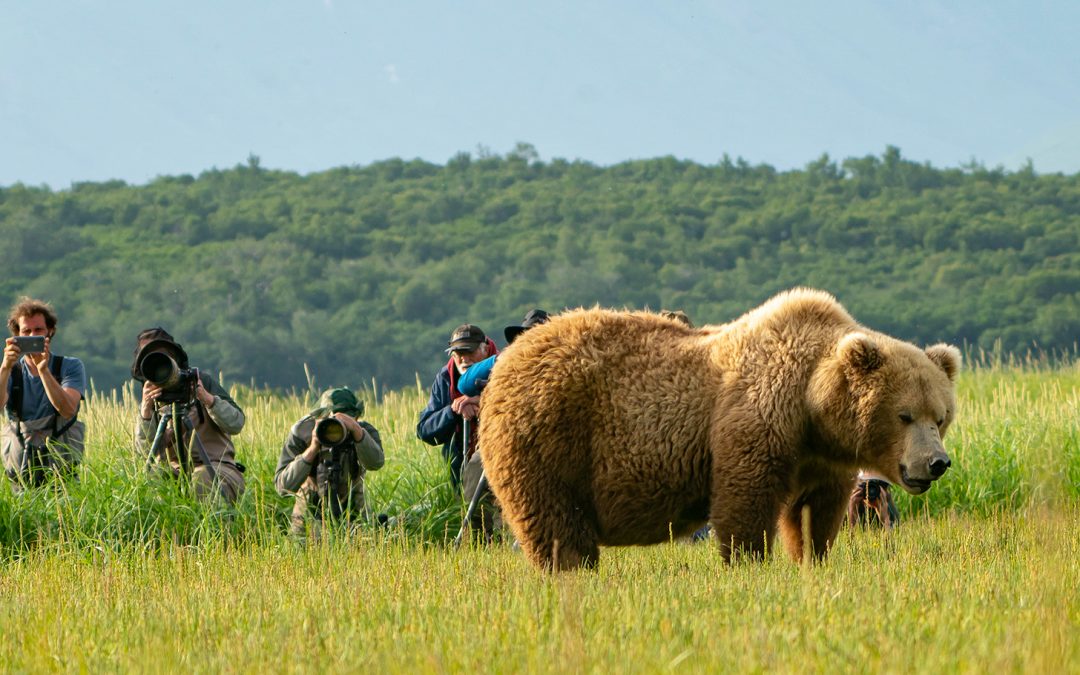 Potential for Roaring Success: Bear Tourism Boosts Local Economies in Southwest Alaska