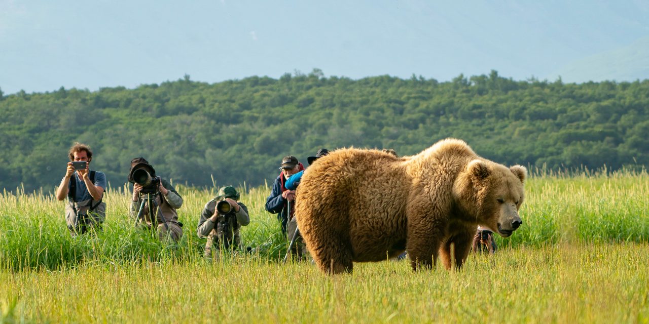 Potential for Roaring Success: Bear Tourism Boosts Local Economies in Southwest Alaska