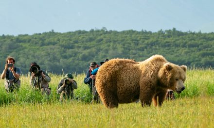 Potential for Roaring Success: Bear Tourism Boosts Local Economies in Southwest Alaska
