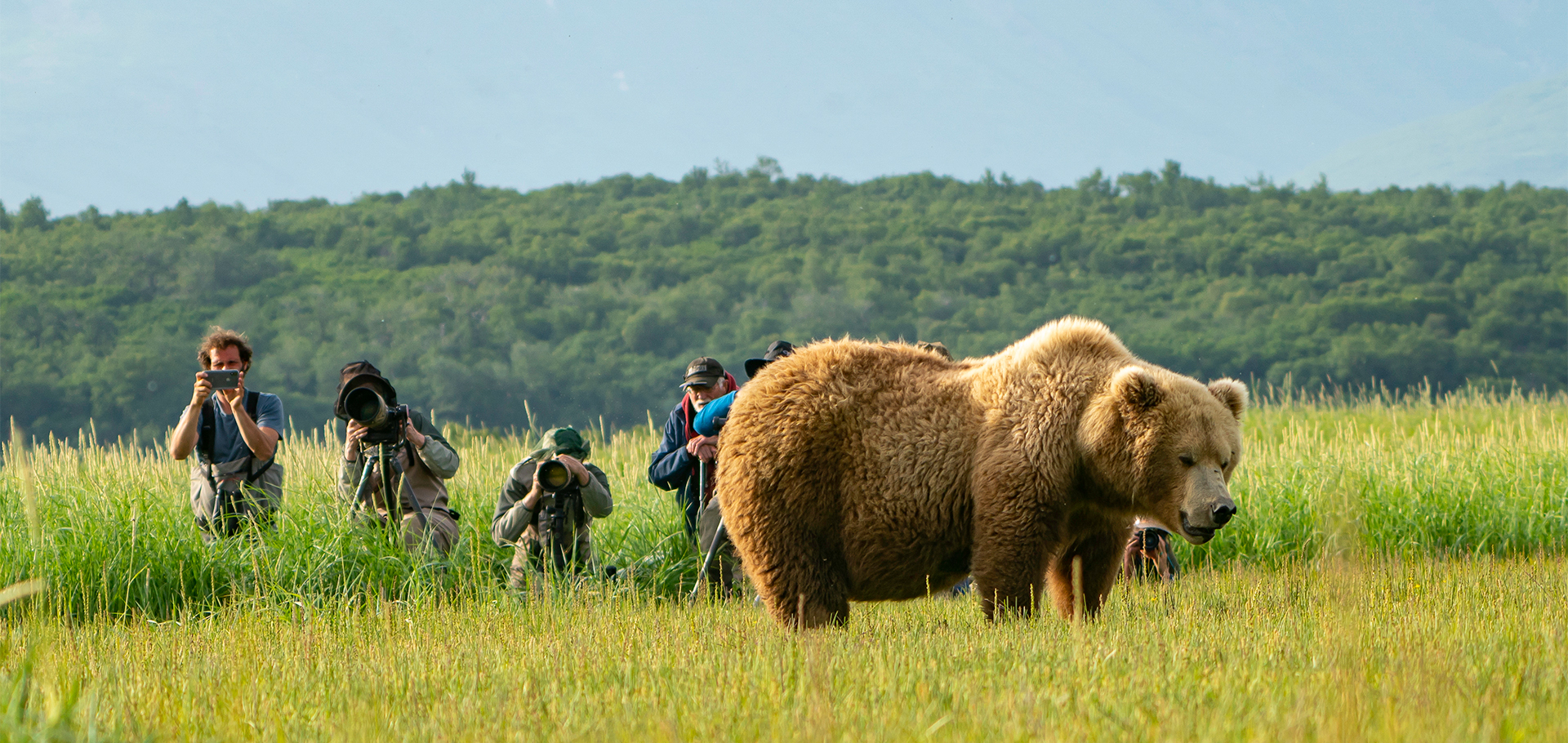 brown bear grizzly bear lake clark national park wildlife photography ecotourism bear conservation alaska