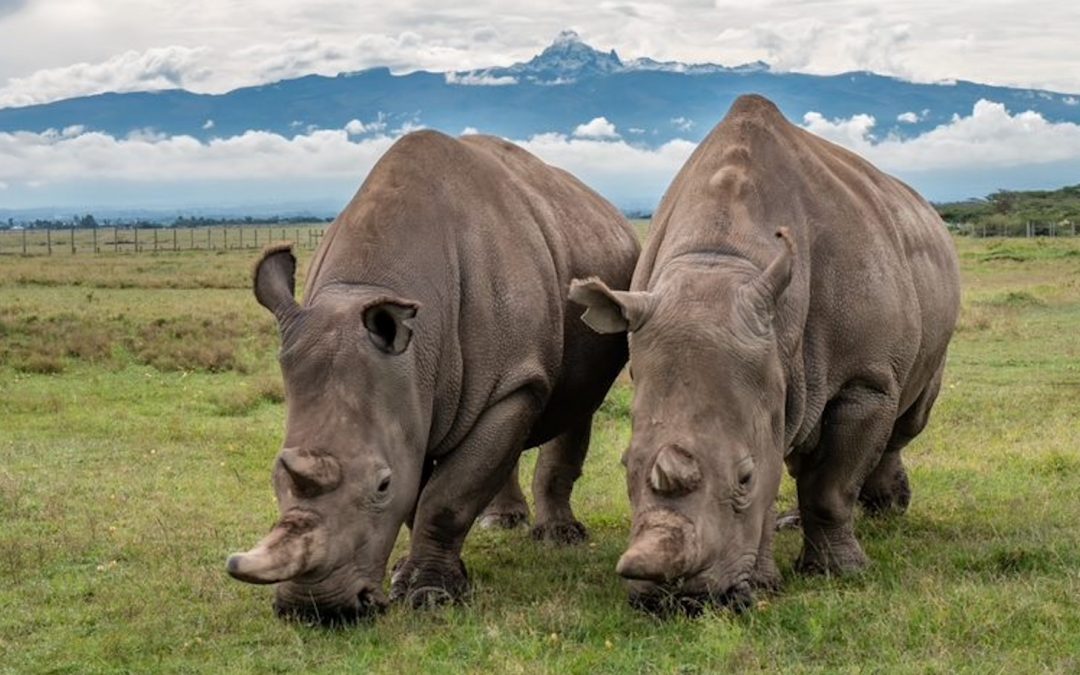 There Are Only Two Northern White Rhinos Left—But a New Breakthrough Could Bring Them Back