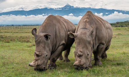 There Are Only Two Northern White Rhinos Left—But a New Breakthrough Could Bring Them Back