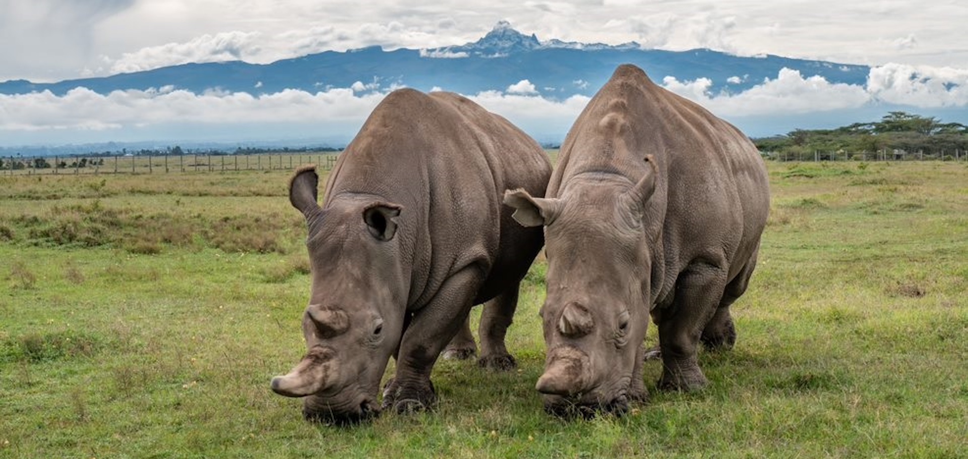 Northern white rhinos Najin and Fatu at Ol Pejeta Conservancy