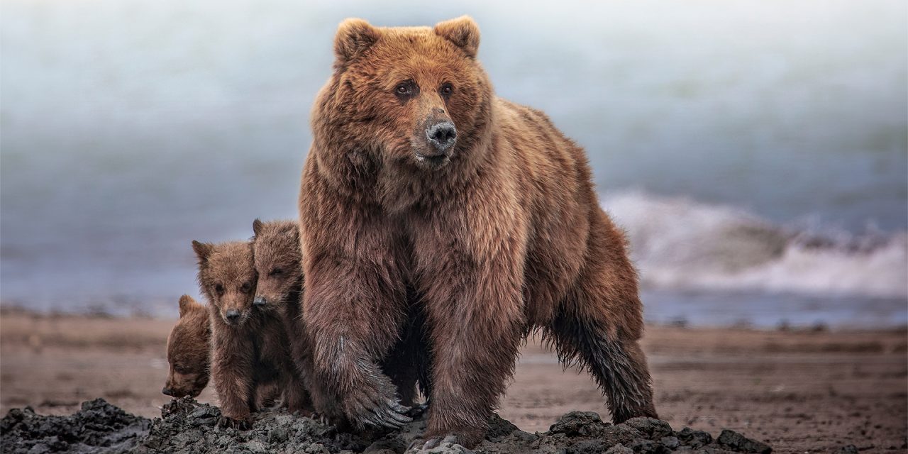 The Folklore of North American Wildlife