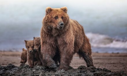 The Folklore of North American Wildlife