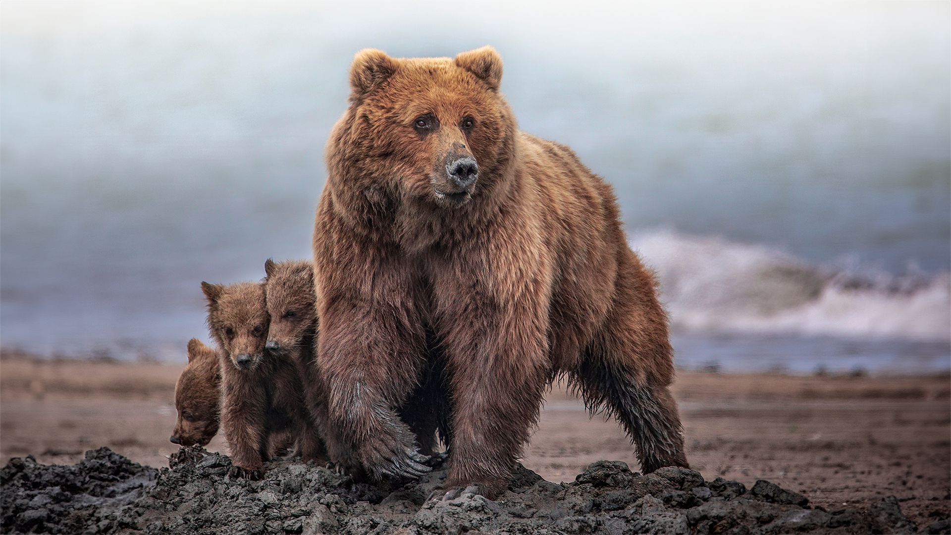 Grizzly bear mother protecting cute cubs on Alaskan beach