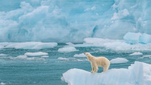 polar bear arctic svalbard