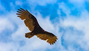An Andean condor soars above the Galapagos Islands.