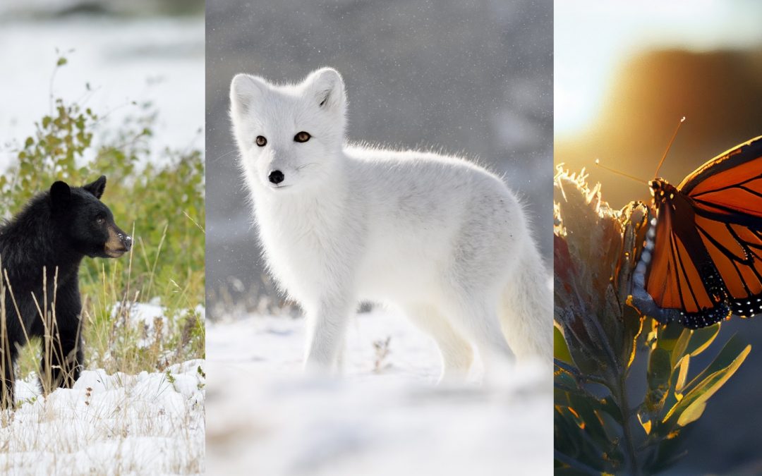 How Animals Cope With Extreme Cold: Weird Winter Adaptations