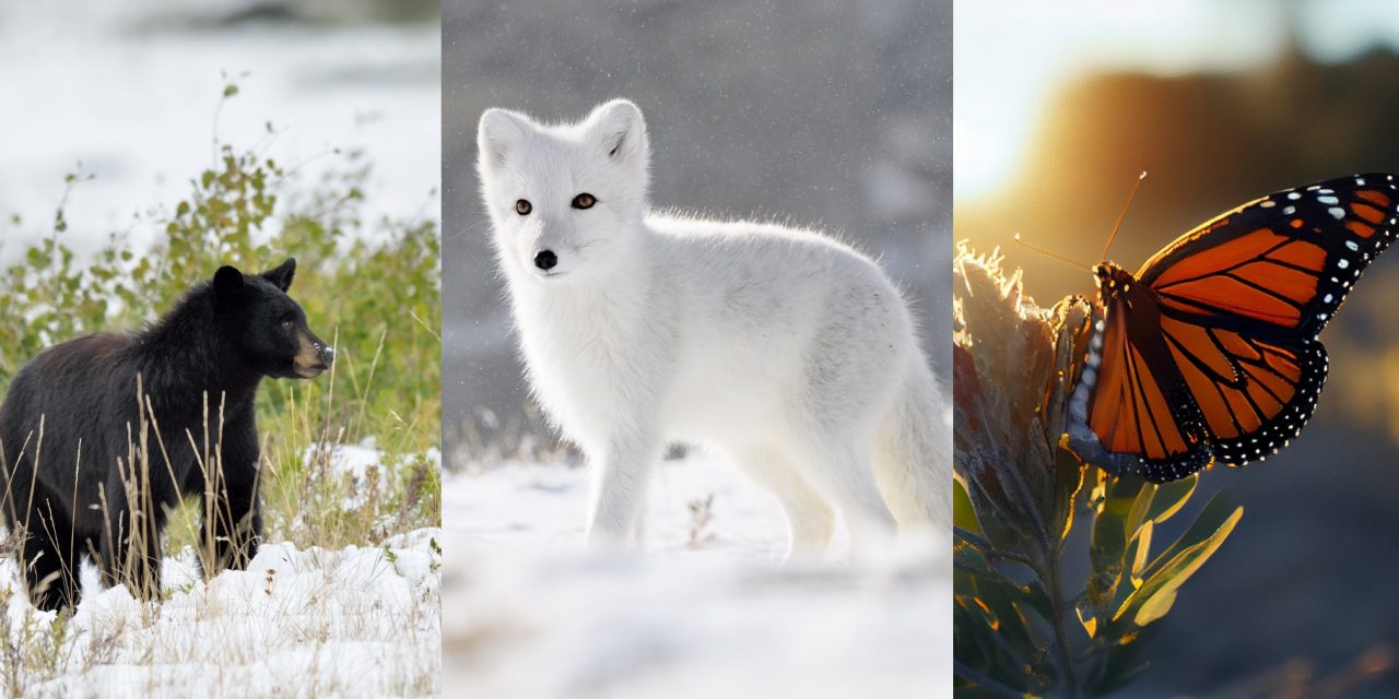 How Animals Cope With Extreme Cold: Weird Winter Adaptations
