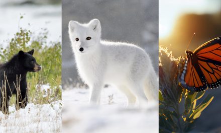 How Animals Cope With Extreme Cold: Weird Winter Adaptations