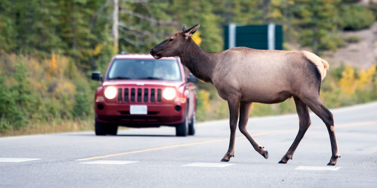 Nonprofit The WYldlife Fund Helps Secure Over $24 Million for Wyoming Wildlife Crossing