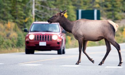 Nonprofit The WYldlife Fund Helps Secure Over $24 Million for Wyoming Wildlife Crossing