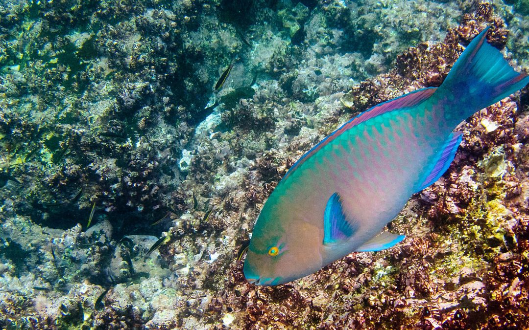 15 New Species Found in Recently Discovered Deep-Sea Vents in The Galapagos