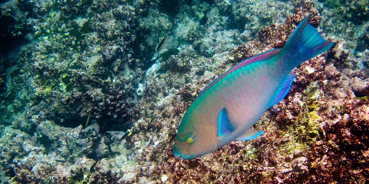 15 New Species Found in Recently Discovered Deep-Sea Vents in The Galapagos