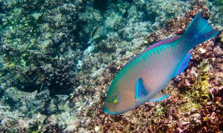 15 New Species Found in Recently Discovered Deep-Sea Vents in The Galapagos