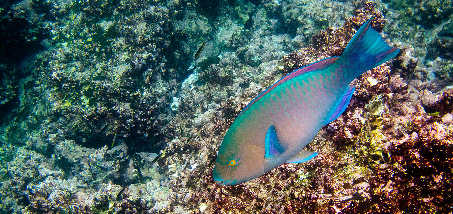 Fish in the ocean in the Galapagos