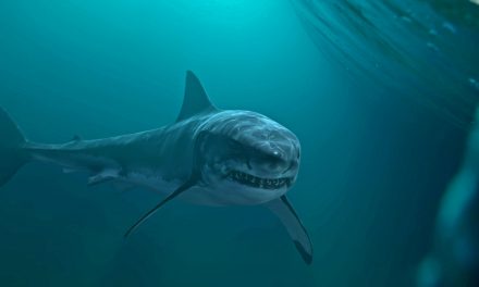 Surprising Sharks and Shipwrecks Saving Seas