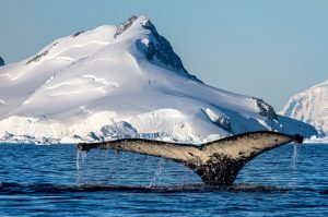 A humpback whale dives under the water in Antarctica, showing its tail flukes.